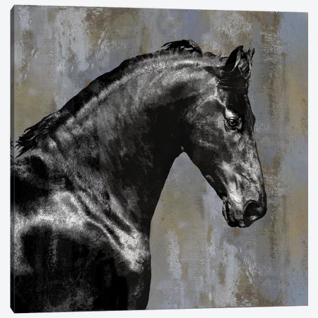 Black Stallion Canvas Print #MRO1} by Martin Rose Canvas Art Print