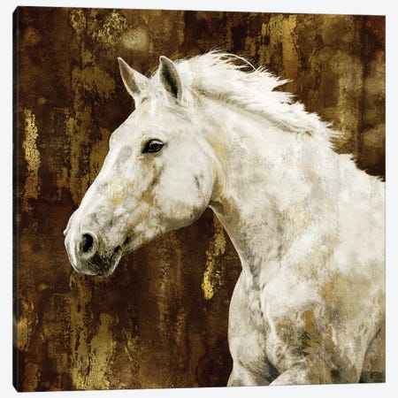 White Stallion Canvas Print #MRO6} by Martin Rose Canvas Artwork