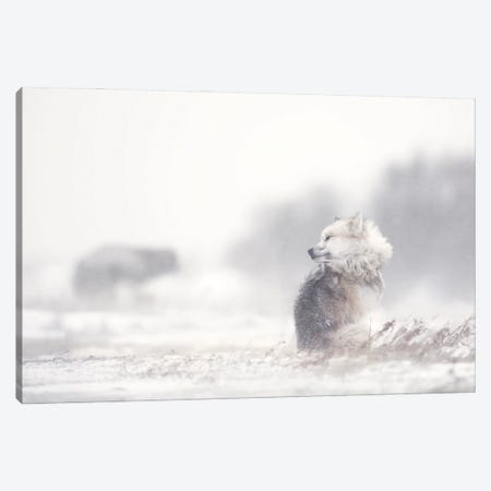 Dogs In The Storm Canvas Print #MRP4} by Marco Pozzi Canvas Wall Art