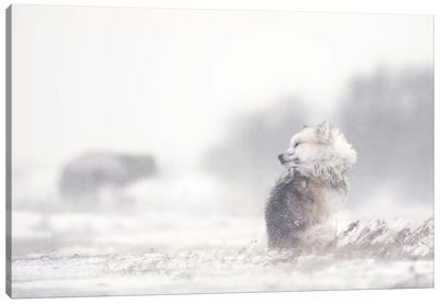 Dogs In The Storm Canvas Art Print