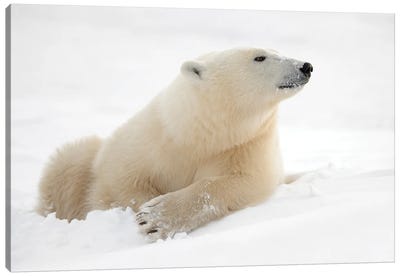 There'S Something In The Air Canvas Art Print - Polar Bear Art