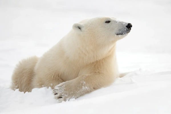Polar Bears: There'S Something In The Air by Marco Pozzi