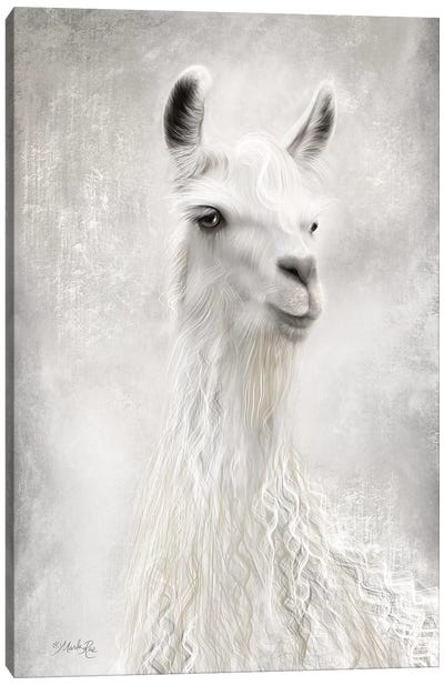 Lulu the Llama Up Close Canvas Art Print - Llama & Alpaca Art