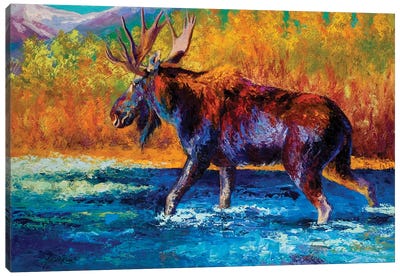 Autumn's Glimpse Moose Canvas Art Print - Golden Hour Animals