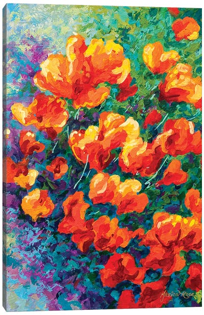 California Poppies Canvas Art Print - Marion Rose