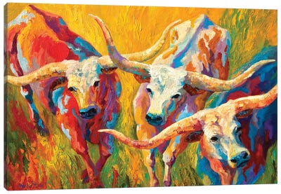 Dance Of The Longhorns Canvas Art Print - Cow Art