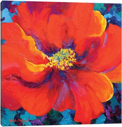 Passion Poppy Canvas Art Print - Nature Close-Up Art