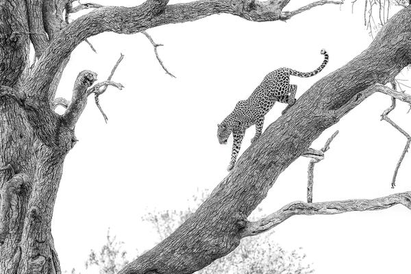 Leopards: High Key Leopard by Jaco Marx