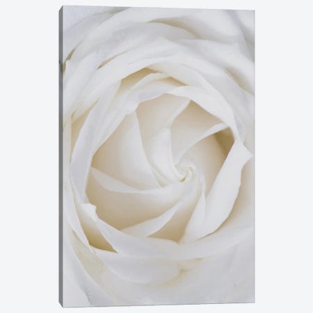 Roses White Canvas Print #MSD129} by Mambo Art Studio Canvas Print