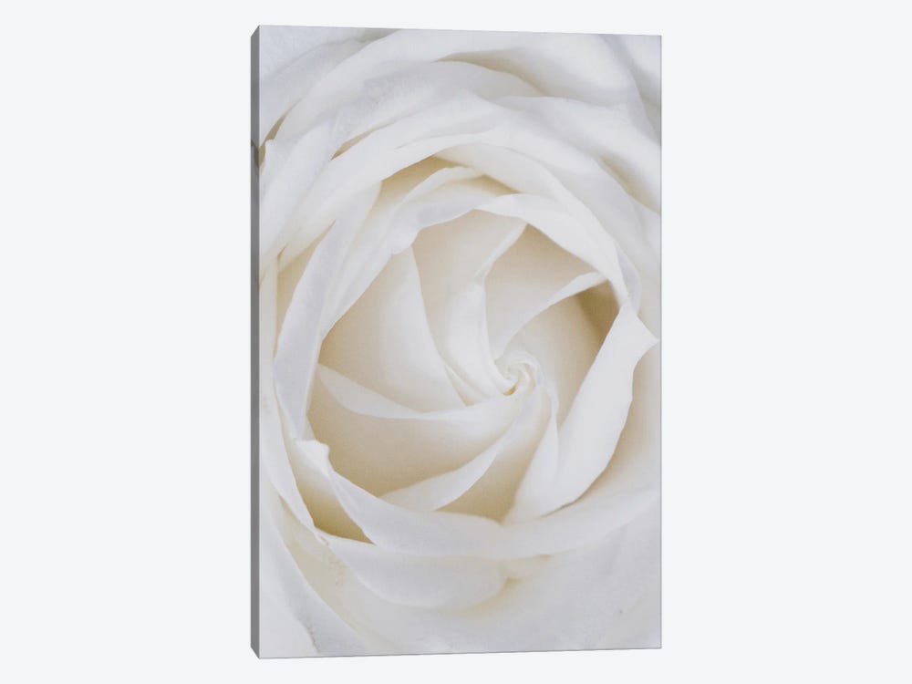 Roses White by Mambo Art Studio 1-piece Canvas Art