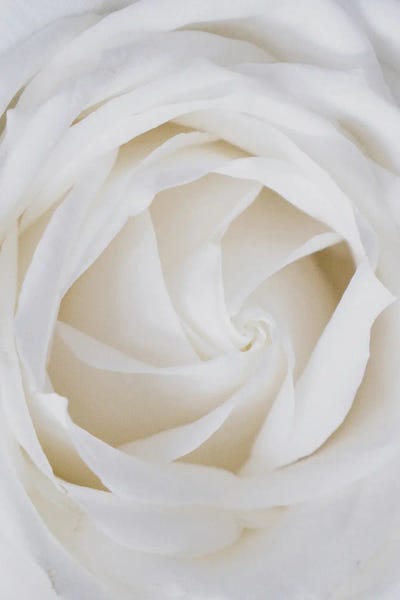 Mambo Art Studio: Roses White by Mambo Art Studio