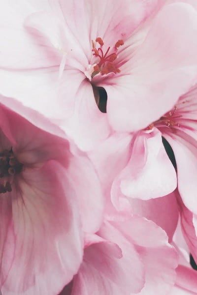 Pink Flowers Photo by Mambo Art Studio metal wall art