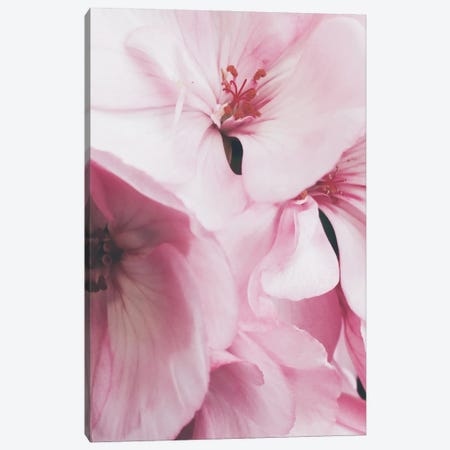 Pink Flowers Photo Canvas Print #MSD79} by Mambo Art Studio Canvas Art