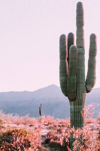 Desert Cactus