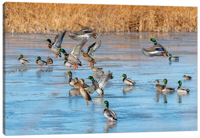 Ducks Leaving The Pond Canvas Art Print