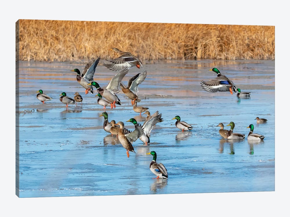 Ducks Leaving The Pond by Michael Scheufler 1-piece Canvas Wall Art