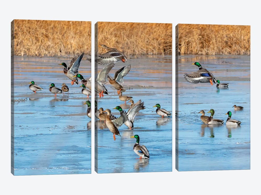 Ducks Leaving The Pond by Michael Scheufler 3-piece Canvas Artwork