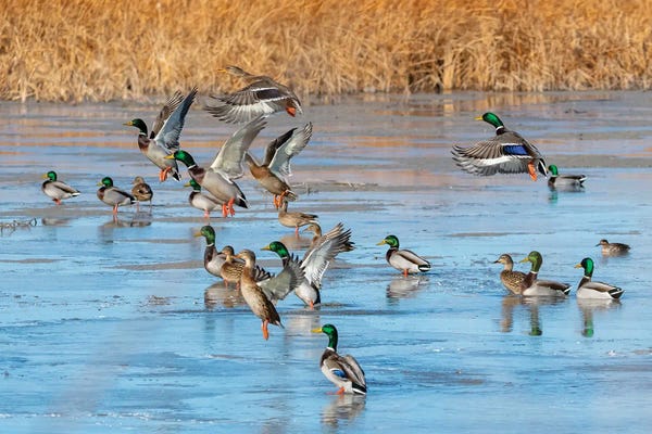 Ponds: Ducks Leaving The Pond by Michael Scheufler