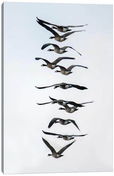 Geese Flying In Formation Canvas Art Print - Goose Art