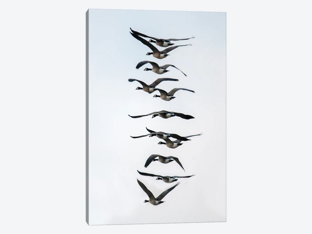 Geese Flying In Formation by Michael Scheufler 1-piece Canvas Art Print