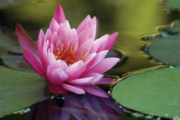 Water Lilies: White Water Rose by Michael Scheufler