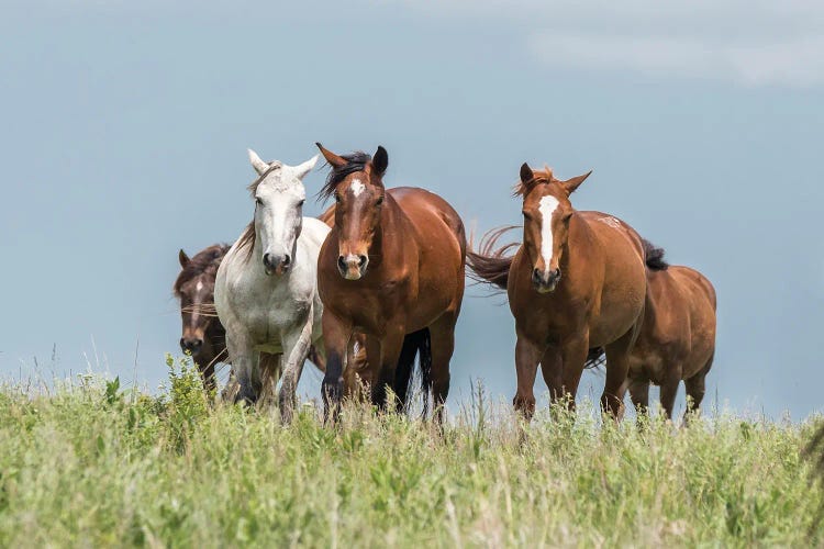 Wild Horses In The Kansas Flint Hills