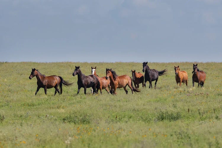 Wild Horses Running In The Flint Hills