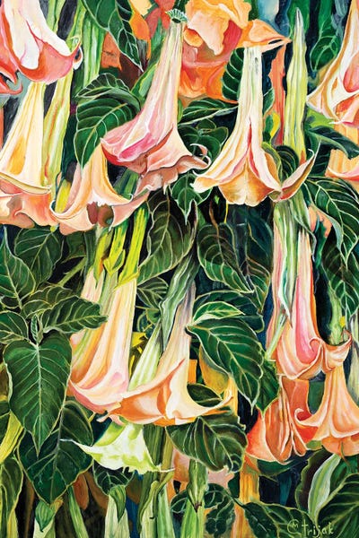 Marina Strijakova: Angel Trumpets by Marina Strijakova