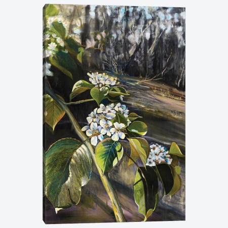 Apple Bloom Canvas Print #MSJ35} by Marina Strijakova Canvas Art Print