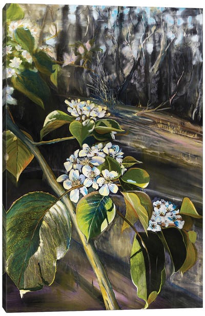 Apple Bloom Canvas Art Print