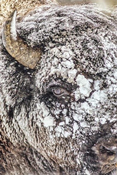 Michael Schertz: Snowstorm Within Yellowstone National Park by Michael Schertz