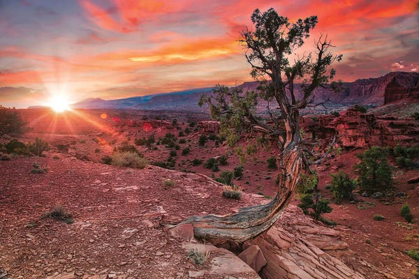 Michael Schertz: Sunset In Capitol Reef National Park by Michael Schertz