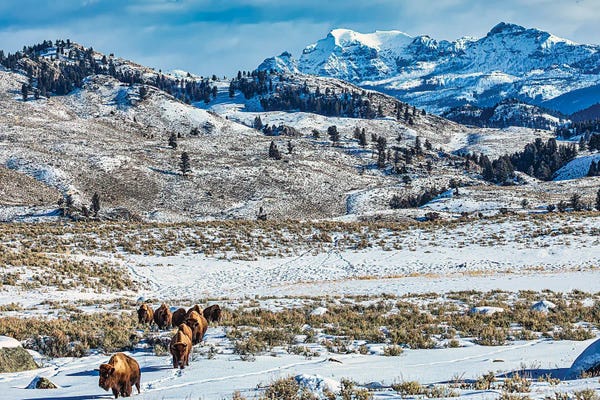 Buffalo: Northern Range Of Yellowstone National Park by Michael Schertz