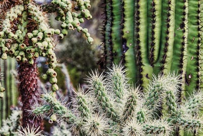 Saguaro National Park Around Tucson, Arizona. by Michael Schertz art print