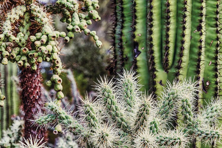 Saguaro National Park Around Tucson, Arizona. by Michael Schertz wall art