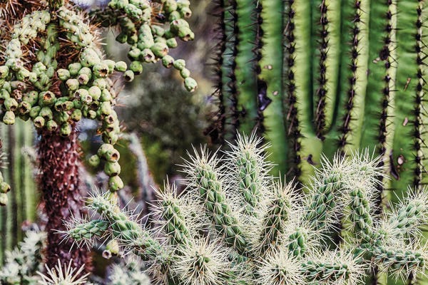 Fine Art Print: Saguaro National Park Around Tucson, Arizona. by Michael Schertz