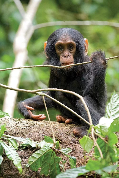 Africa, Uganda, Kibale National Park. A playful and curious infant chimpanzee.