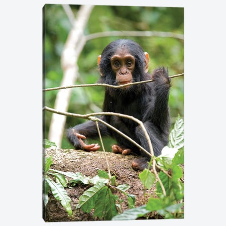 Africa, Uganda, Kibale National Park. A playful and curious infant chimpanzee. Canvas Print #MSR1} by Kristin Mosher Canvas Wall Art