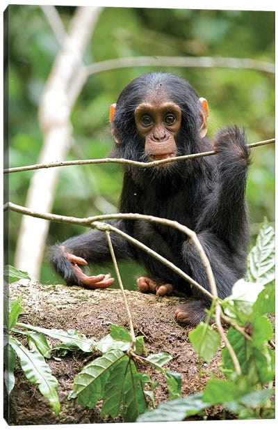 Africa, Uganda, Kibale National Park. A playful and curious infant chimpanzee. Canvas Art Print
