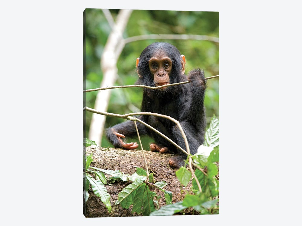 Africa, Uganda, Kibale National Park. A playful and curious infant chimpanzee. by Kristin Mosher 1-piece Canvas Art