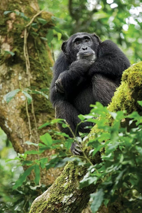 Africa, Uganda, Kibale National Park. A relaxed female chimpanzee sits aloft in a mossy tree.