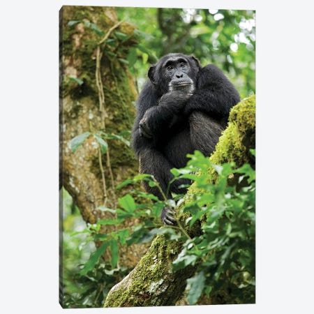 Africa, Uganda, Kibale National Park. A relaxed female chimpanzee sits aloft in a mossy tree. Canvas Print #MSR2} by Kristin Mosher Canvas Artwork