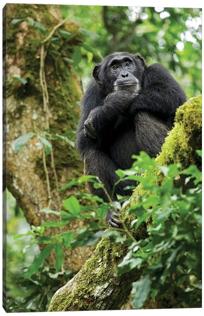 Africa, Uganda, Kibale National Park. A relaxed female chimpanzee sits aloft in a mossy tree. Canvas Art Print