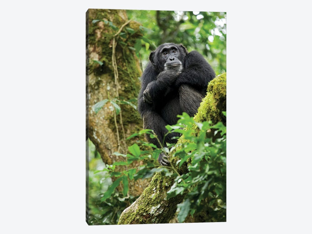 Africa, Uganda, Kibale National Park. A relaxed female chimpanzee sits aloft in a mossy tree. by Kristin Mosher 1-piece Canvas Art Print