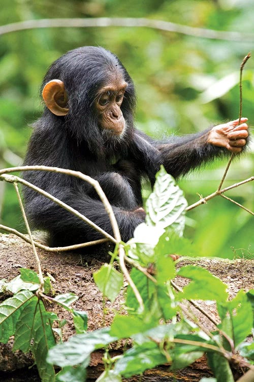 Africa, Uganda, Kibale National Park. An infant chimpanzee plays with a stick.