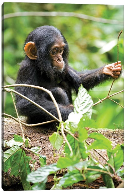 Africa, Uganda, Kibale National Park. An infant chimpanzee plays with a stick. Canvas Art Print