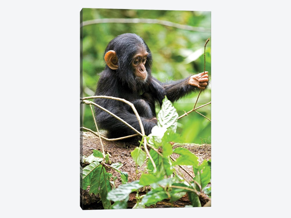 Africa, Uganda, Kibale National Park. An infant chimpanzee plays with a stick. by Kristin Mosher 1-piece Canvas Artwork