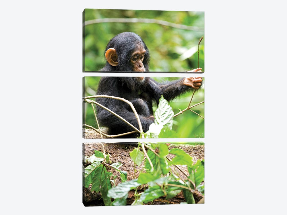 Africa, Uganda, Kibale National Park. An infant chimpanzee plays with a stick. by Kristin Mosher 3-piece Canvas Wall Art