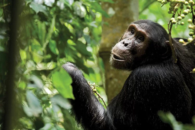 Africa, Uganda, Kibale National Park. Young adult male chimpanzee eating figs.