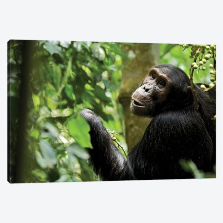 Africa, Uganda, Kibale National Park. Young adult male chimpanzee eating figs. Canvas Print #MSR4} by Kristin Mosher Art Print